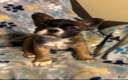 French Bulldog dogs for sale: King - Image 1
