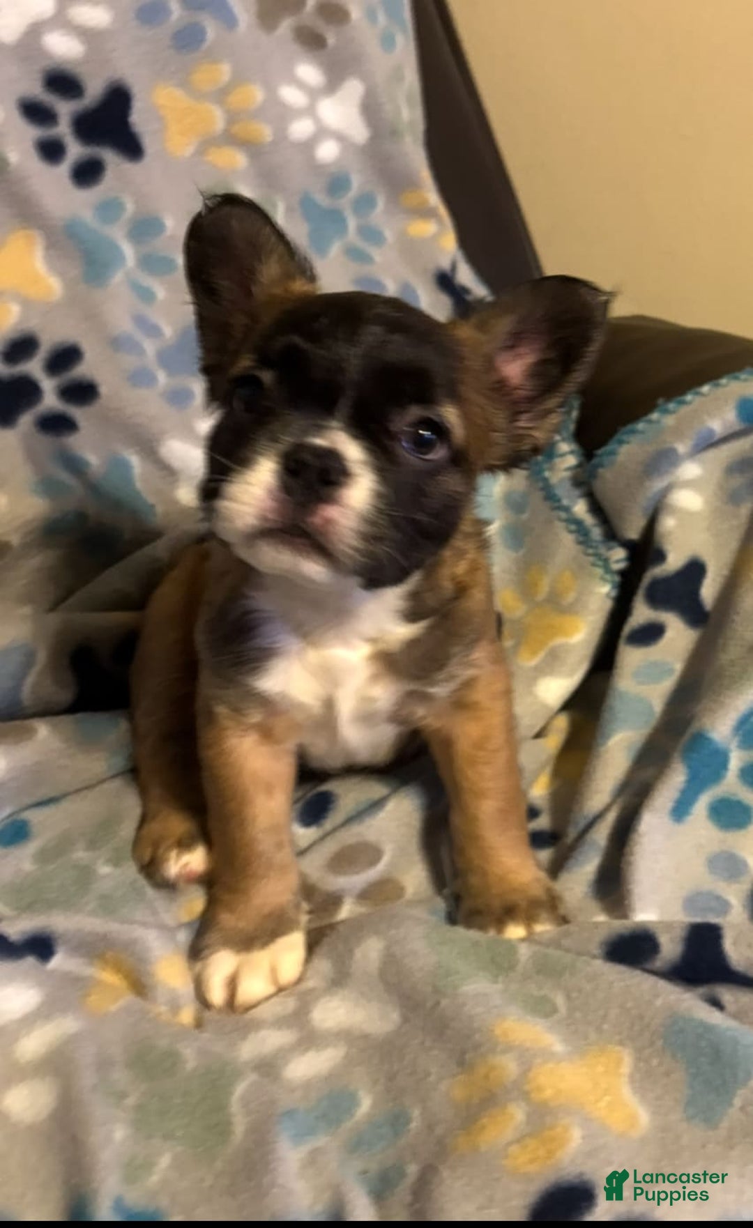 French Bulldog dogs for sale: King - Image 1