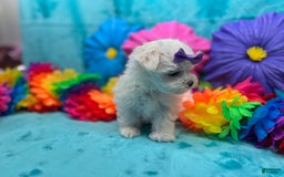 Maltese dogs for sale: AKC purple bow - Image 1
