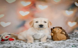 Goldendoodle dogs for sale: Rusty - Image 5