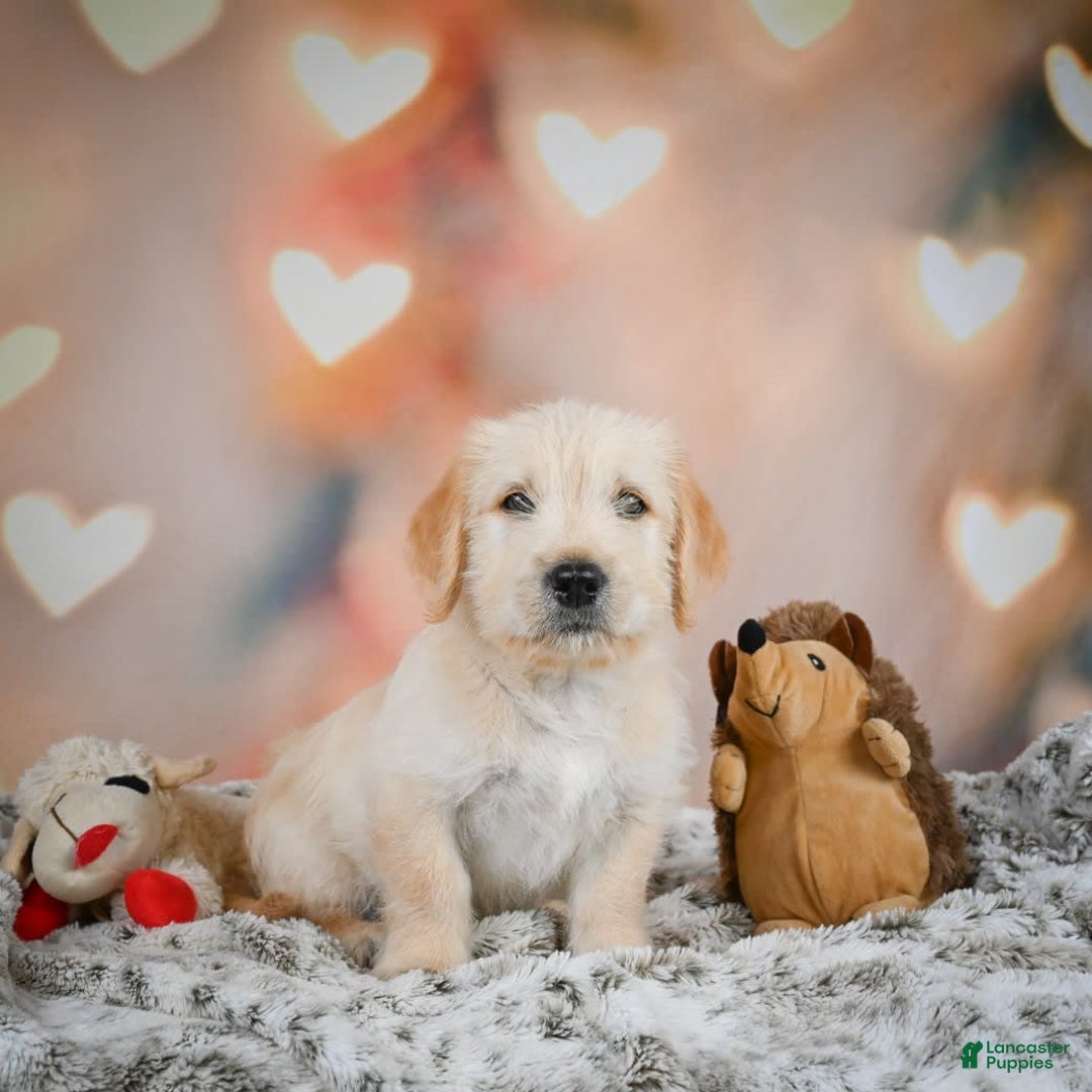 Goldendoodle dogs for sale: Rusty - Image 5