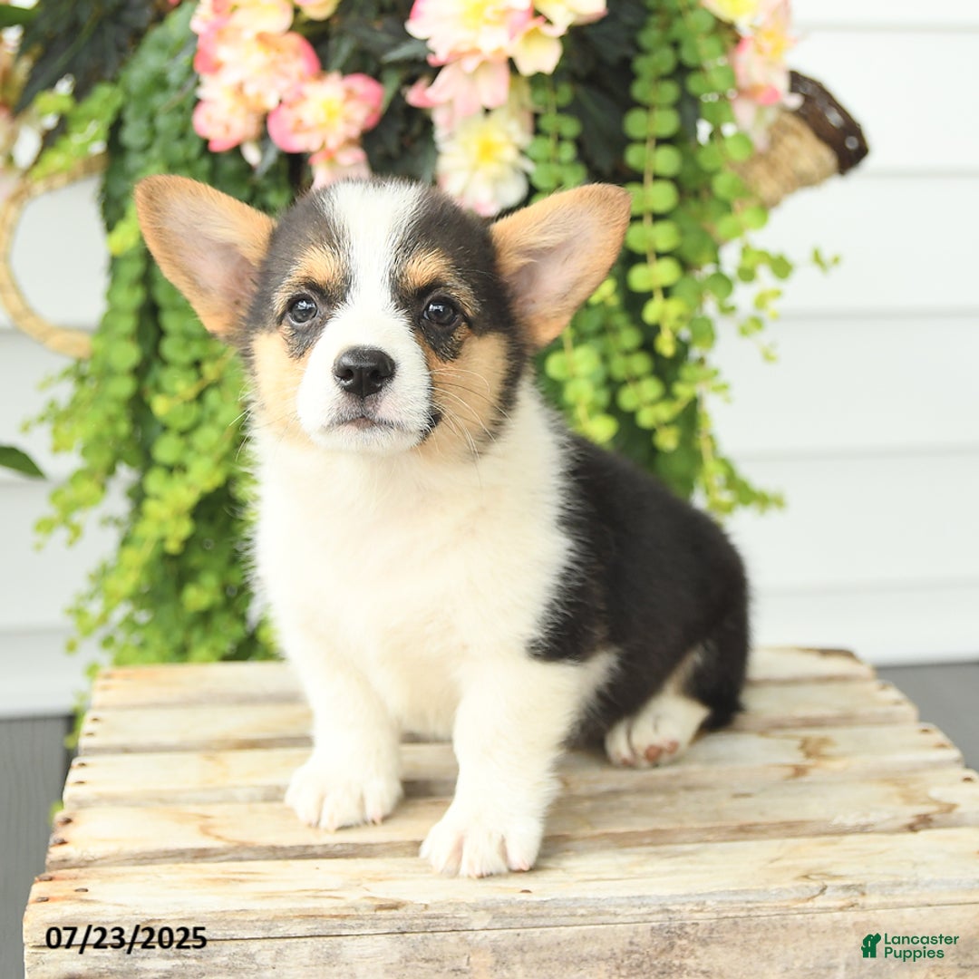 Welsh Corgi Pembroke dogs for sale: Poker - Image 1