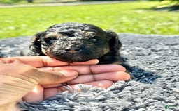 Miniature Poodle dogs for sale: Jasmine - Image 7
