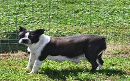 Boston Terrier dogs for sale: Harley - Image 6