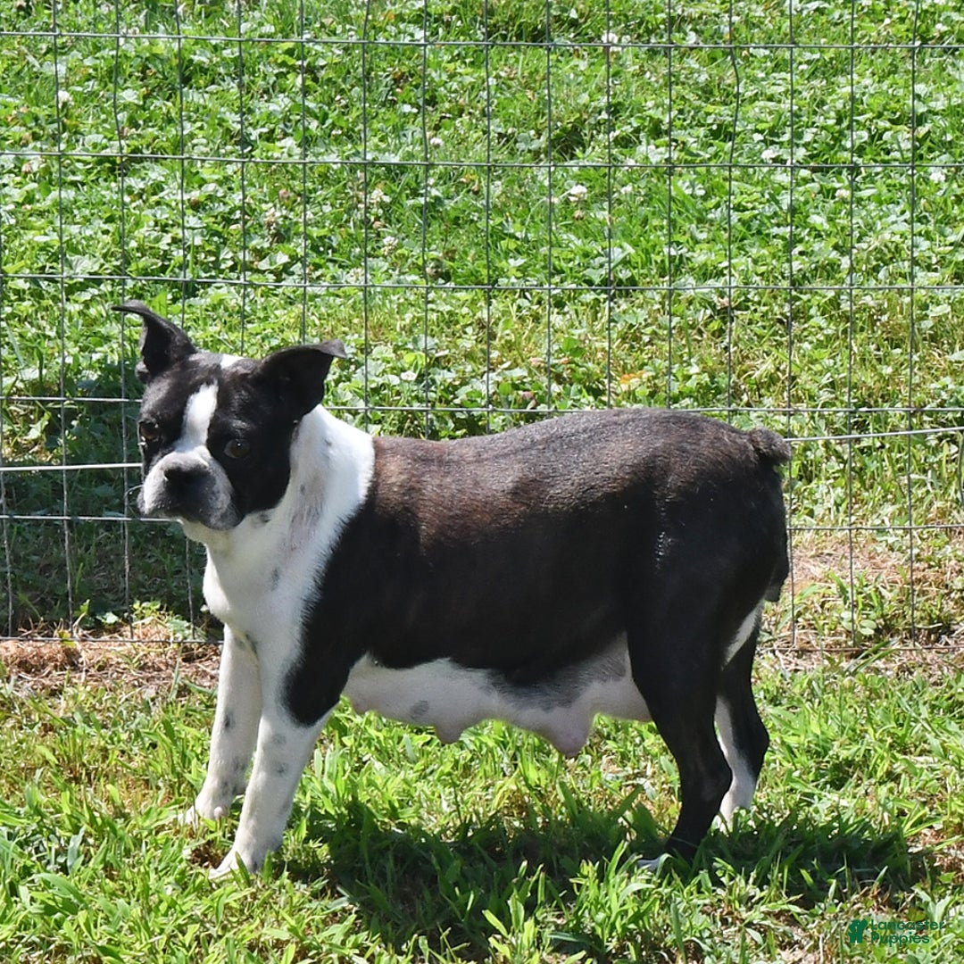 Boston Terrier dogs for sale: Harley - Image 6
