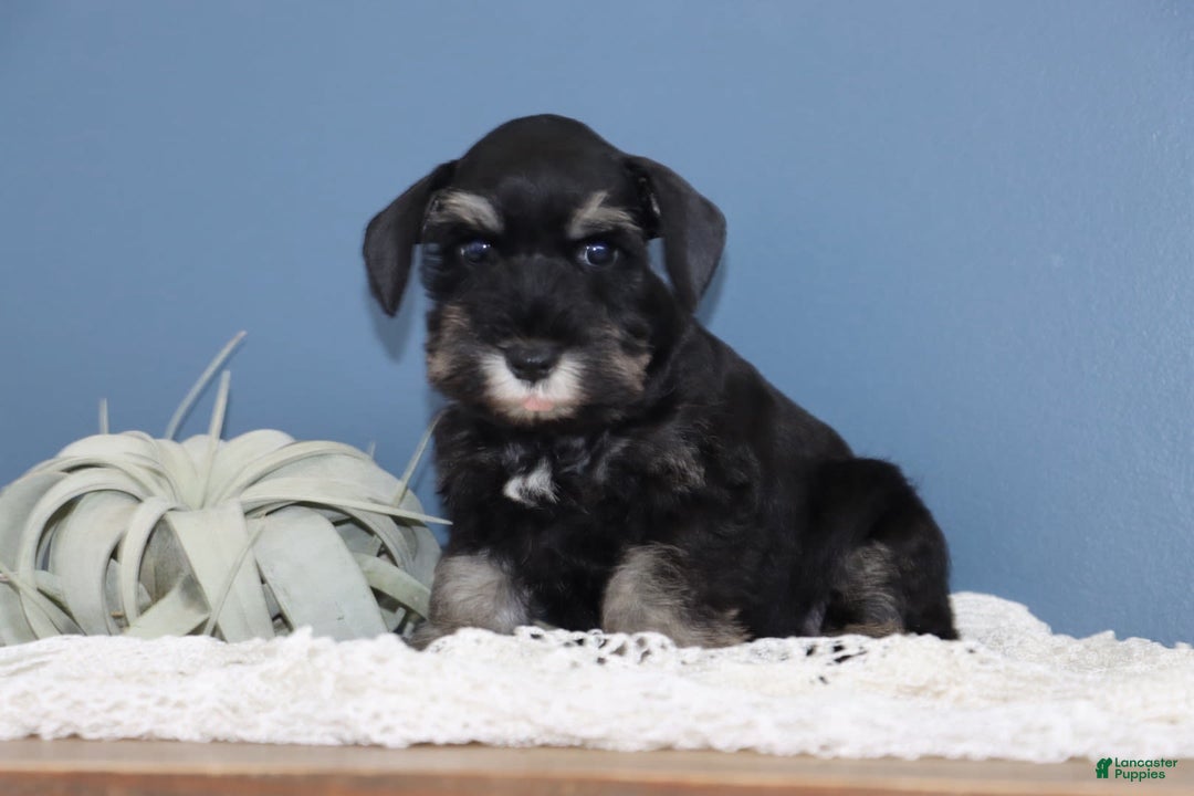 Miniature Schnauzer dogs for sale: Ava - Image 1