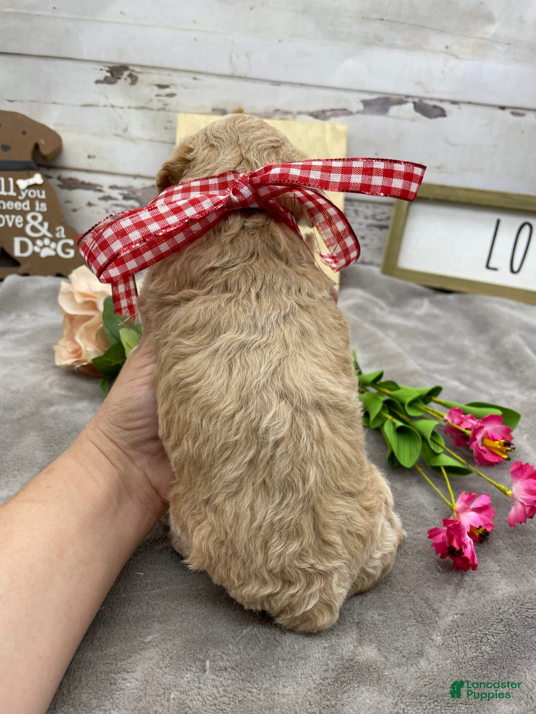 Miniature Poodle dogs for sale: Taren - Image 4