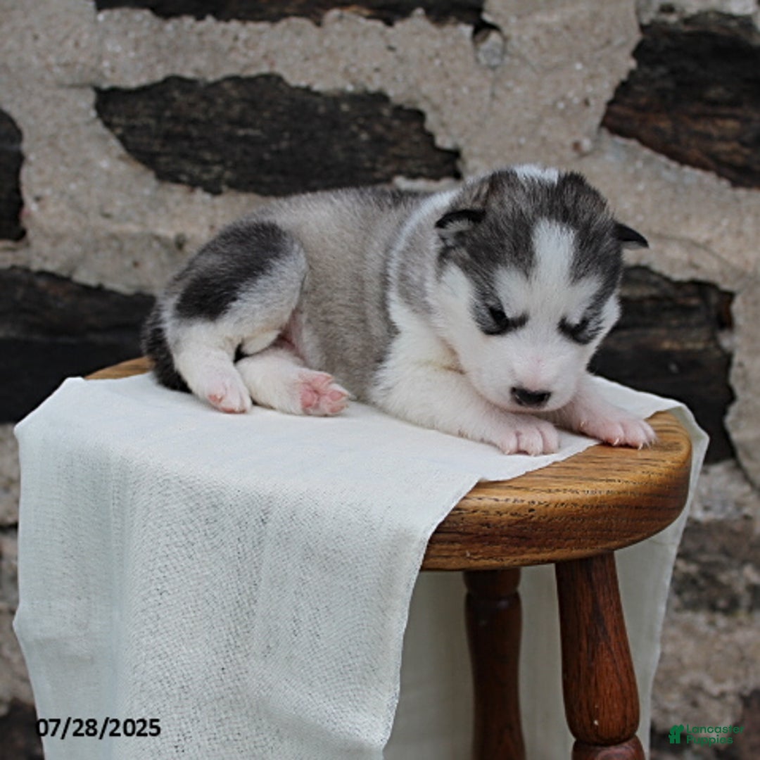 Alaskan Malamute dogs for sale: Chief - Image 2