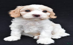 Cavapoo dogs for sale: Snickers - Image 2