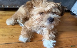 Shih Tzu dogs for sale: Cookie - Image 3