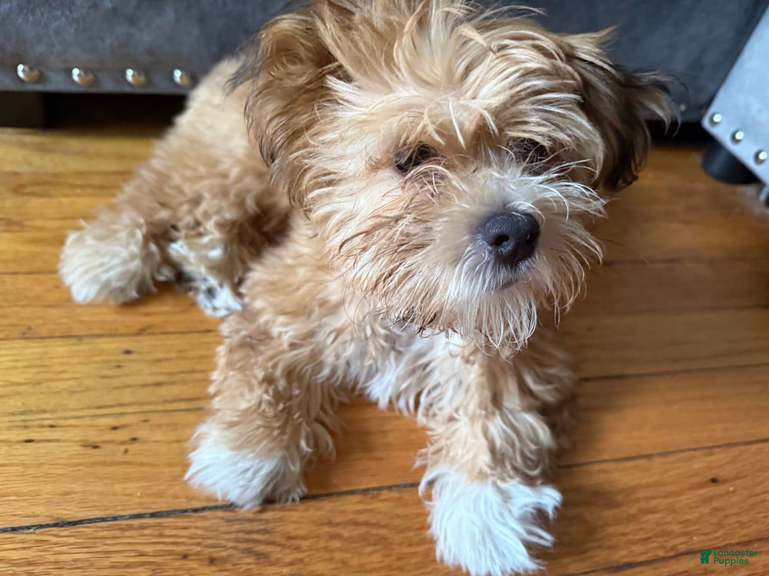 Shih Tzu dogs for sale: Cookie - Image 3