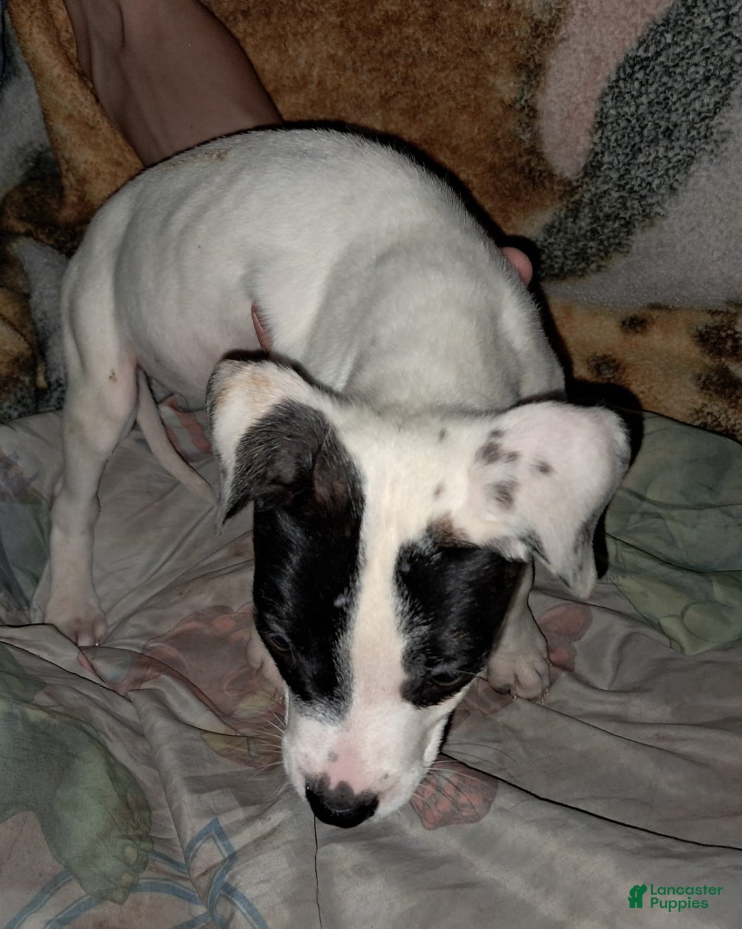 Dogo Argentino dogs for sale: Oreo - Image 6