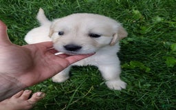 Golden Retriever dogs for sale: Pepper - Image 16
