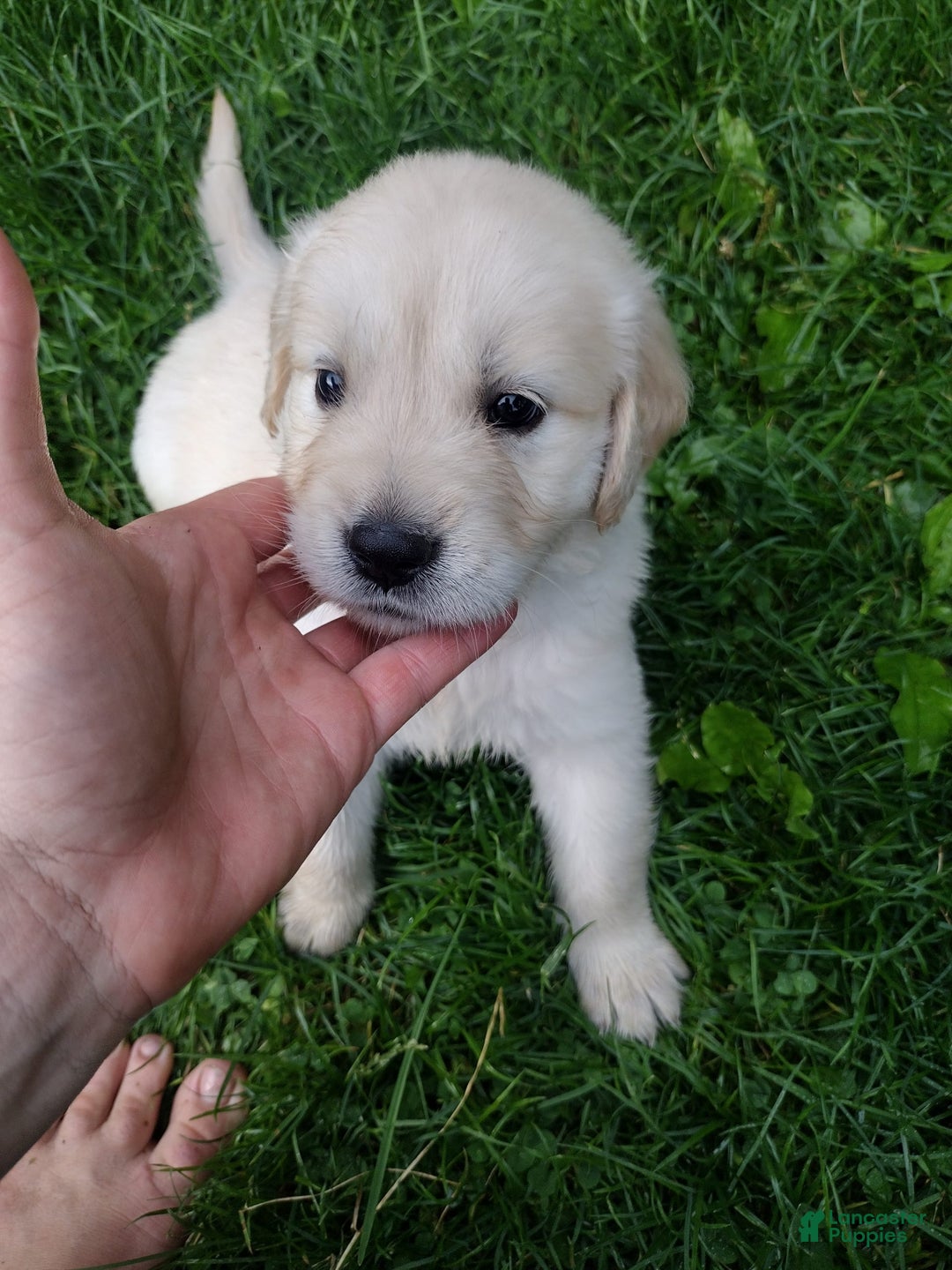 Golden Retriever dogs for sale: Pepper - Image 16