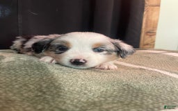 Australian Shepherd dogs for sale: Malibu - Image 3