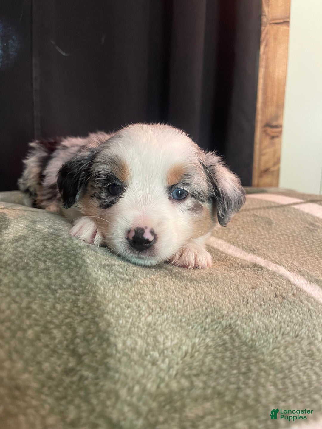 Australian Shepherd dogs for sale: Malibu - Image 3