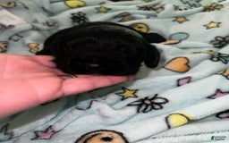 Cocker Spaniel dogs for sale: Black Male 1 - Image 3