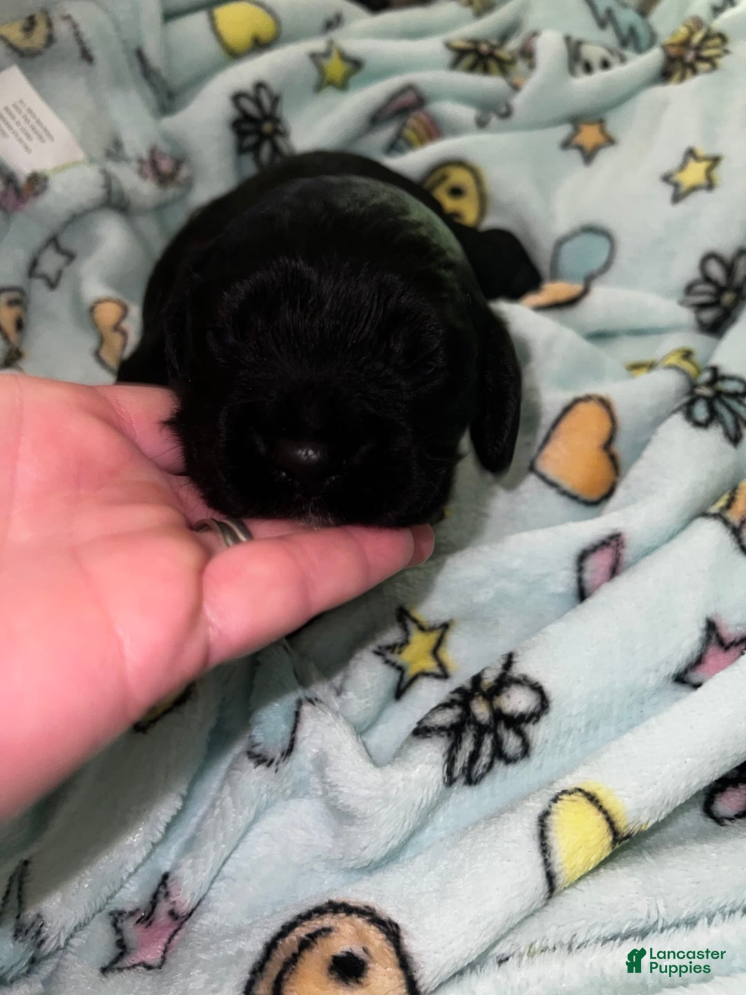 Cocker Spaniel dogs for sale: Black Male 1 - Image 3