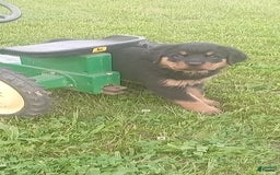 Rottweiler dogs for sale: Lilly - Image 2