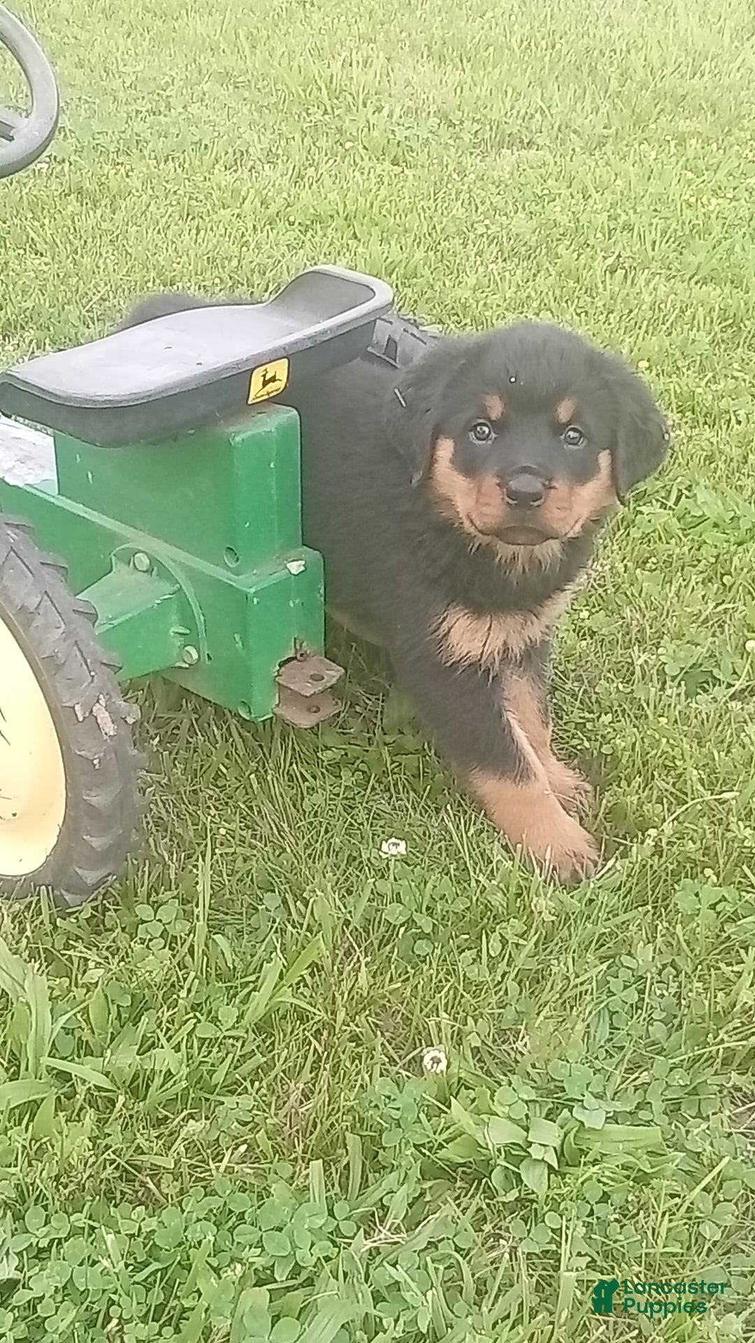 Rottweiler dogs for sale: Lilly - Image 2