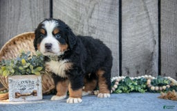 Bernese Mountain Dog dogs for sale: Boots - Image 1
