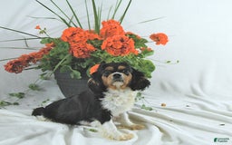 Cavalier King Charles Spaniel dogs for sale: Stella - Image 6