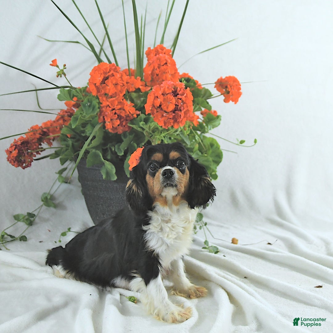Cavalier King Charles Spaniel dogs for sale: Stella - Image 6