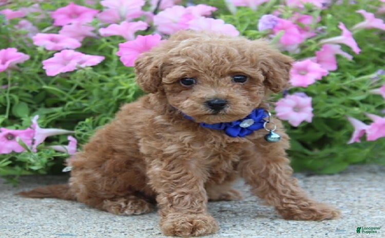 Bichpoo dogs - Advert 13