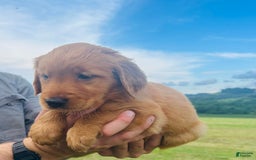 Golden Retriever dogs for sale: Meadow - Image 16