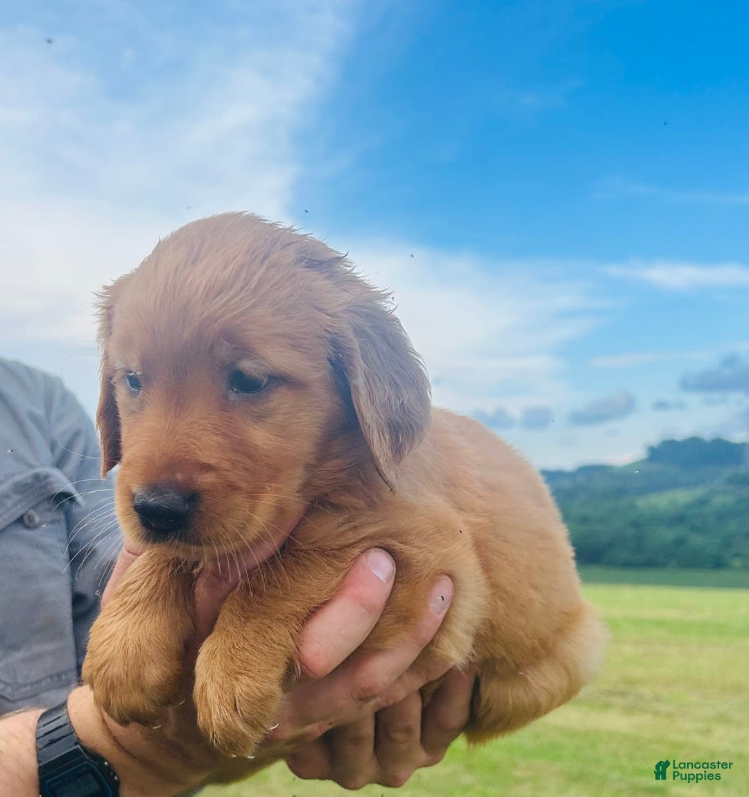 Golden Retriever dogs for sale: Meadow - Image 16