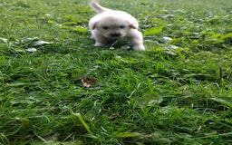 Golden Retriever dogs for sale: Poppy - Image 7