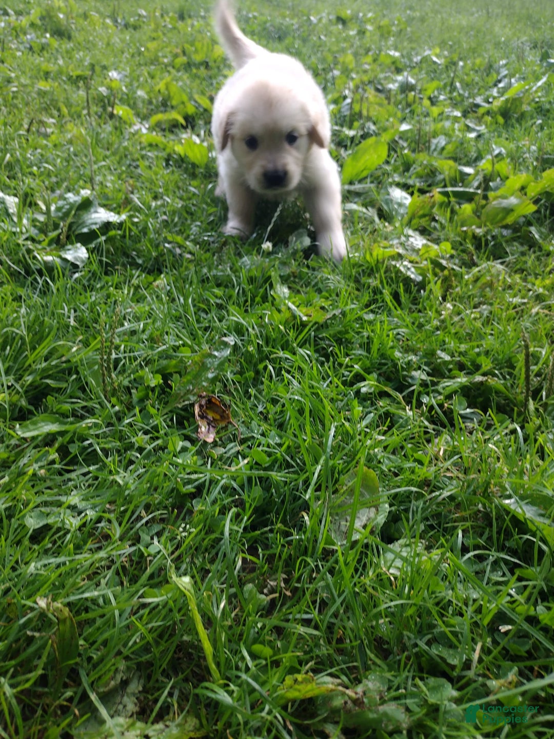 Golden Retriever dogs for sale: Poppy - Image 7