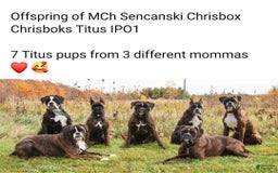 Boxer dogs for sale: Beautiful European Health Tested Parents - Listing for pets: Beautiful European Health Tested Parents, Brady European Boxer health tested, Cream De Coco, Lilly European - Image 13