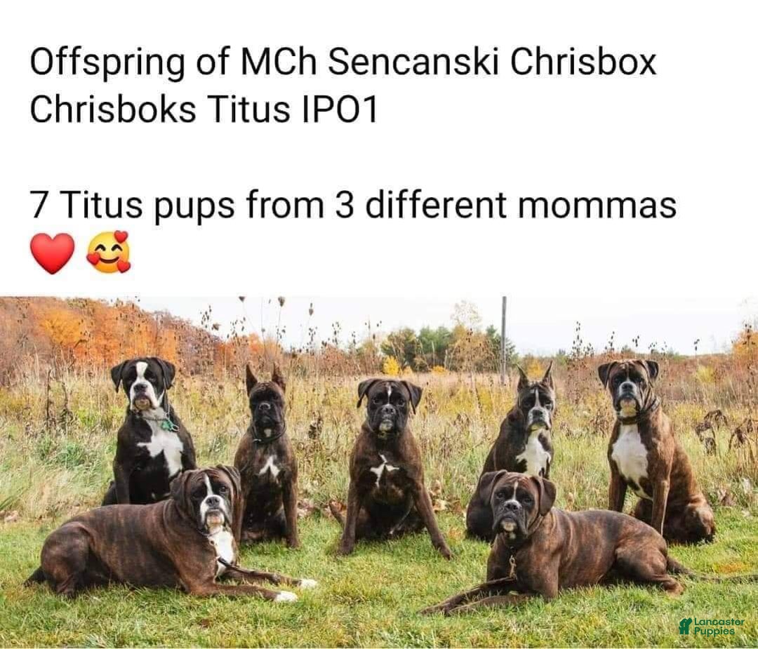 Boxer dogs for sale: Beautiful European Health Tested Parents - Listing for pets: Beautiful European Health Tested Parents, Brady European Boxer health tested, Cream De Coco, Lilly European - Image 13