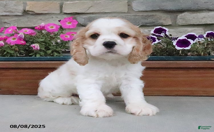 Cocker Spaniel dogs for sale - Ad 1