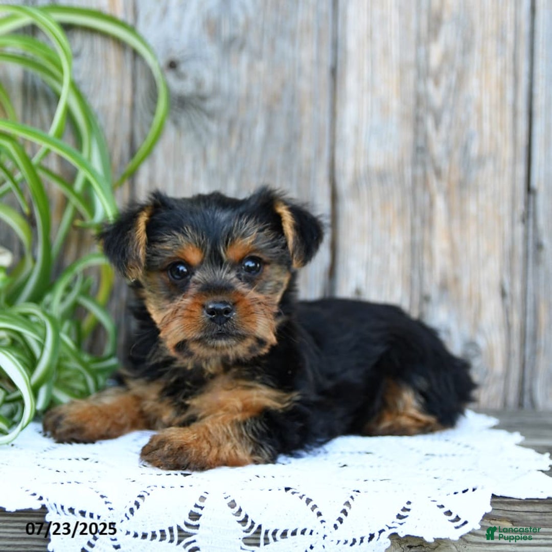 Yorkshire Terrier dogs for sale: Lucky - Image 3
