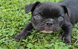 French Bulldog dogs for sale: Lady - Image 2