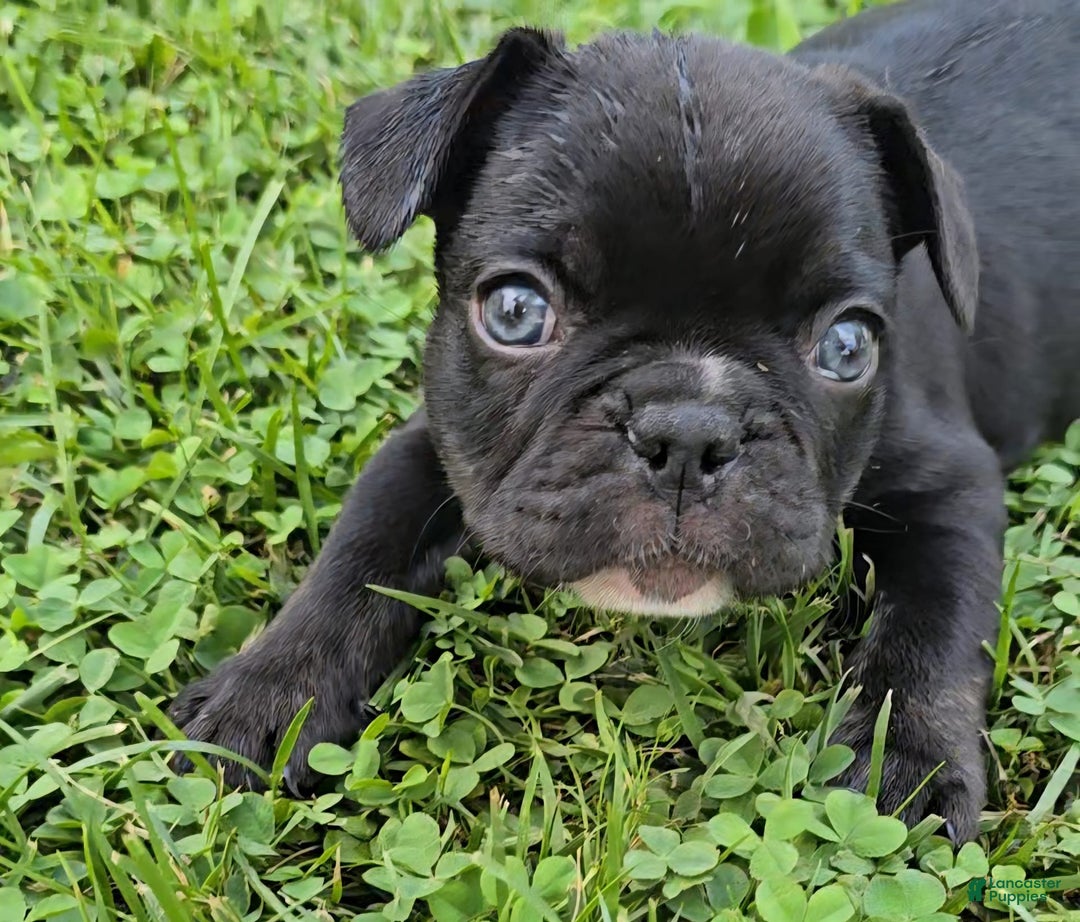 French Bulldog dogs for sale: Lady - Image 2