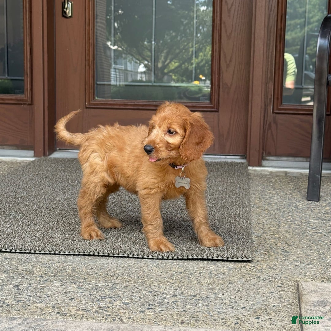 Goldendoodle dogs for sale: Ember - Image 14
