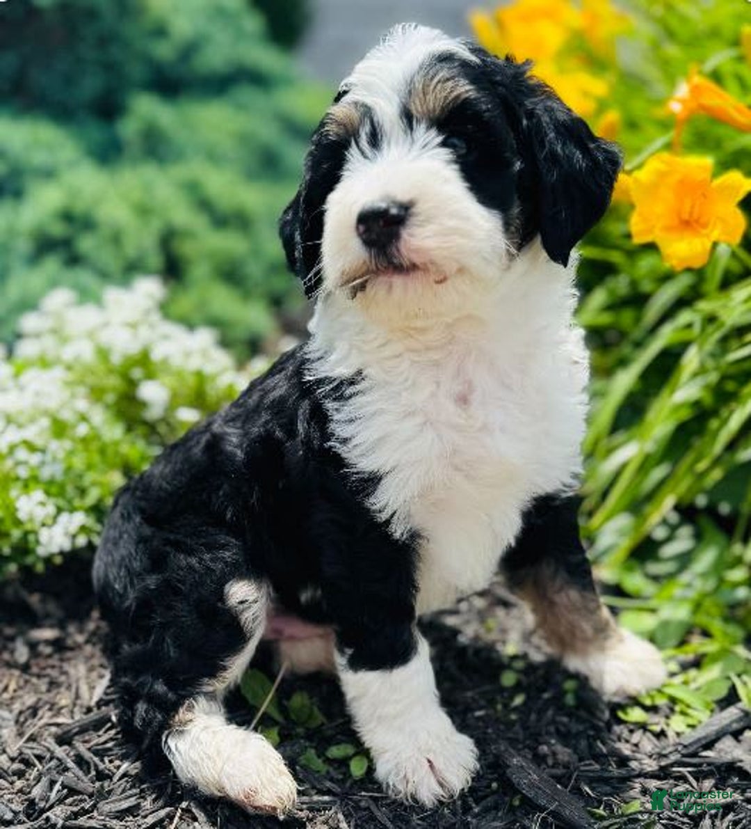Bernedoodle dogs for sale: Classy - Image 11