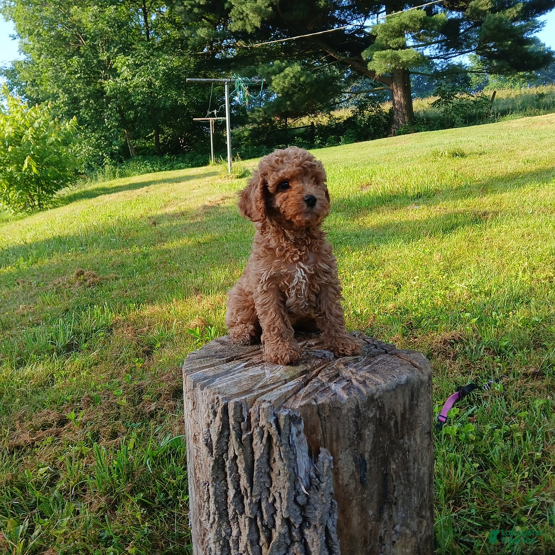 Cavapoo dogs for sale: Sharla - Image 2