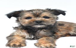 Morkie dogs for sale: Cassidy - Image 4