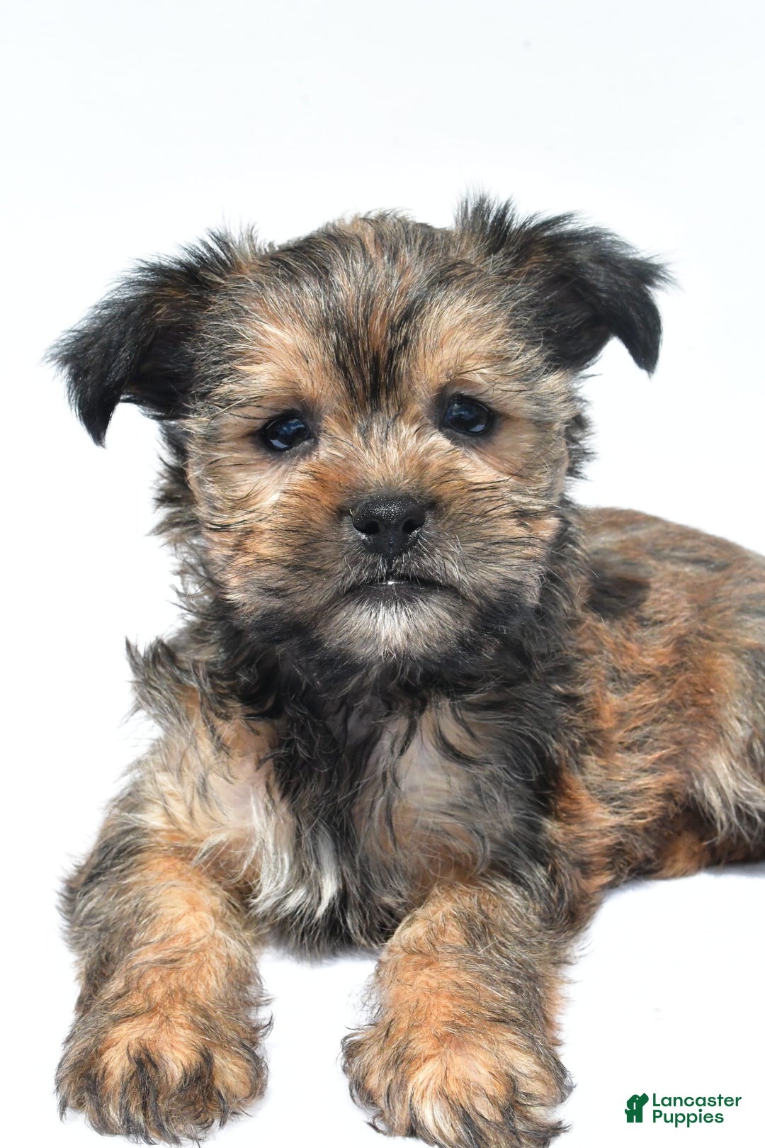 Morkie dogs for sale: Cassidy - Image 4