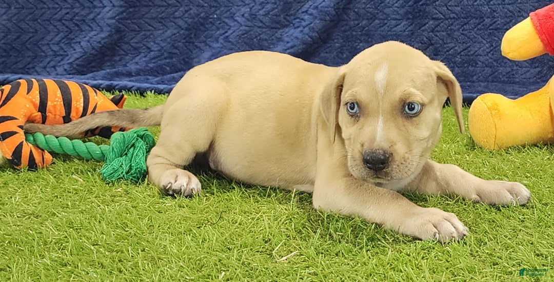 Catahoula Leopard Dog dogs for sale: Tess 2025 Male 1 - Image 5