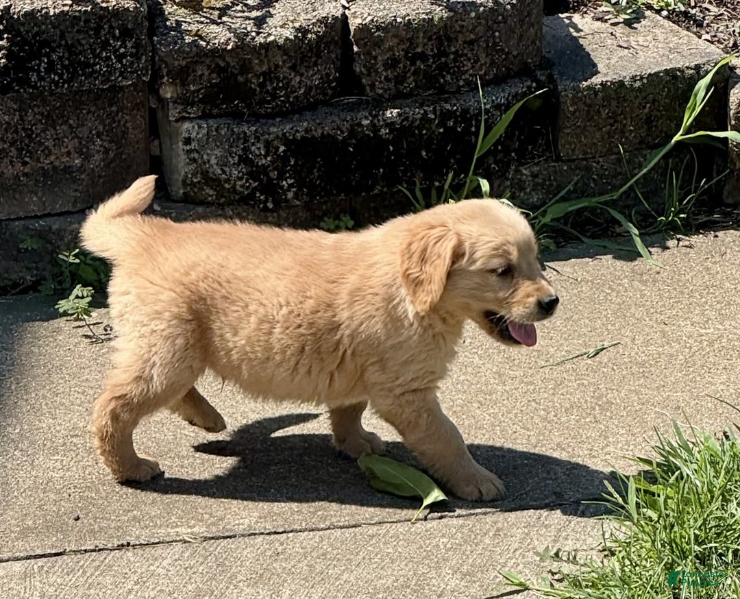 Golden Retriever dogs for sale: Frankie - Image 7