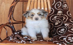 Miniature Australian Shepherd dogs for sale: Teddy - Image 2