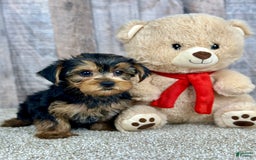 Yorkshire Terrier dogs for sale: Yorkshire Terrier 8 puppies - Image 4