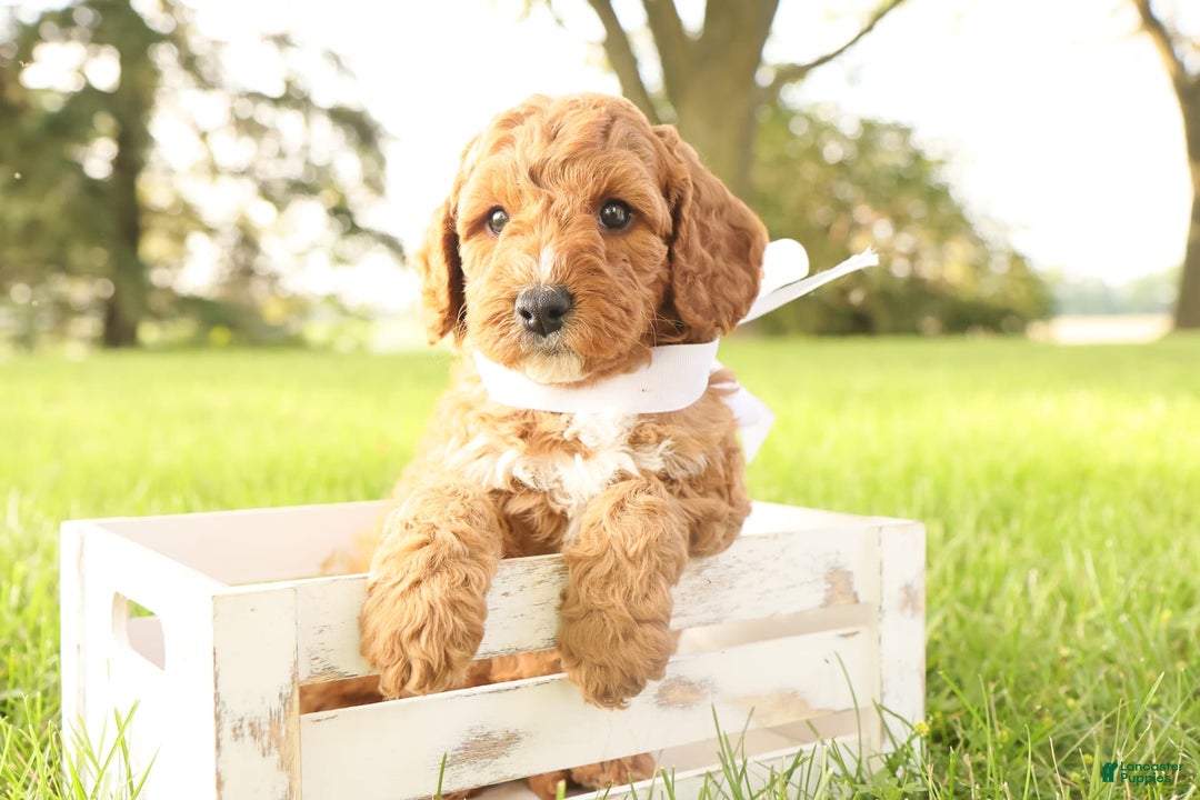 Mini Goldendoodle dogs for sale: Thunder - Image 5