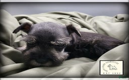 Miniature Schnauzer dogs for sale: Quill - Image 14