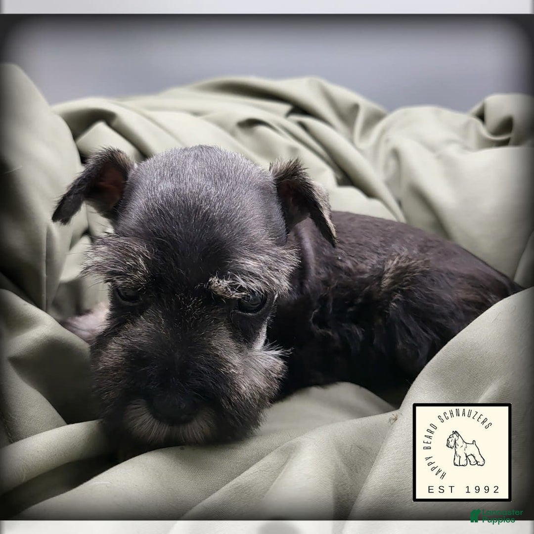 Miniature Schnauzer dogs for sale: Quill - Image 14